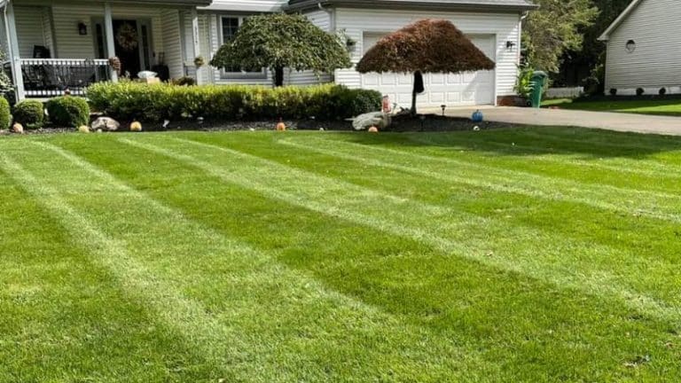 Give Your Lawn a Good Spring Cleanup