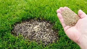 How to Reseed a Lawn