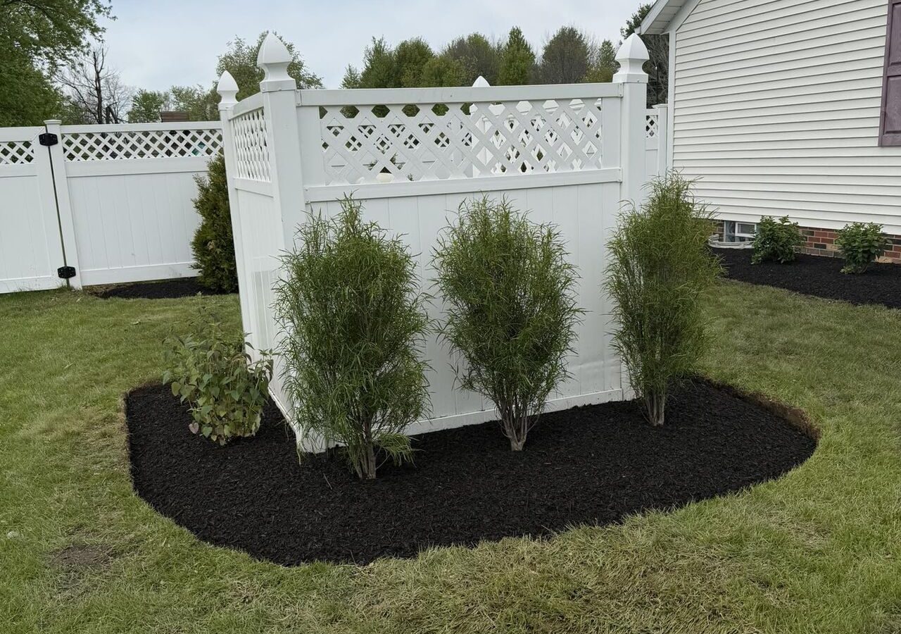 Curved mulch bed with three tall evergreen shrubs against a white lattice privacy fence beside a house.
