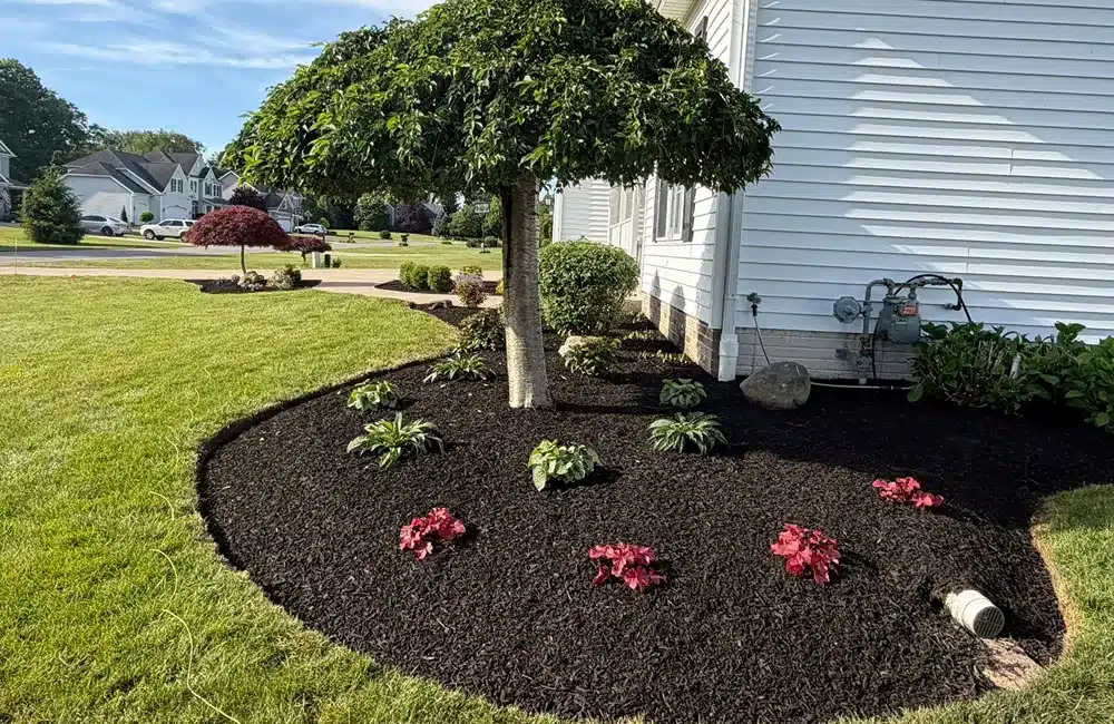 Mulched flower bed around a tree beside a light-colored house, with red flowering plants and green shrubs in a suburban yard
