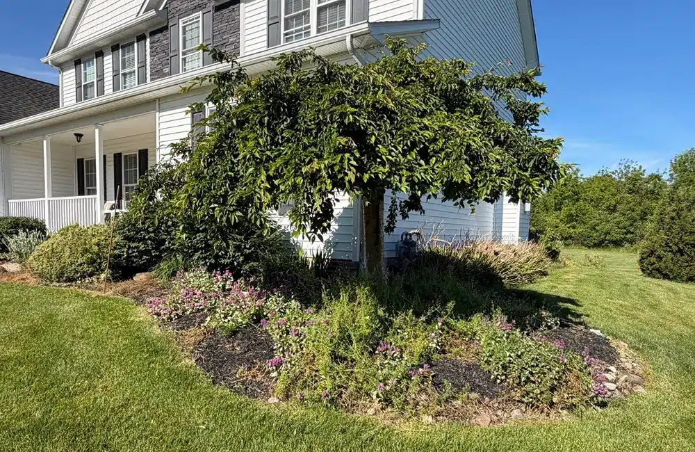 Front yard landscaping with a tree near the house, flower beds, and a manicured lawn in front of a two-story white home.
