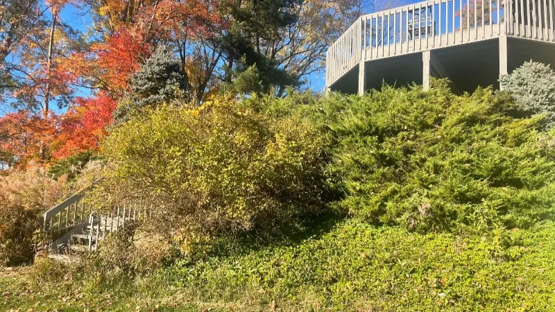 Backyard landscaping before renovation in Lake County Ohio