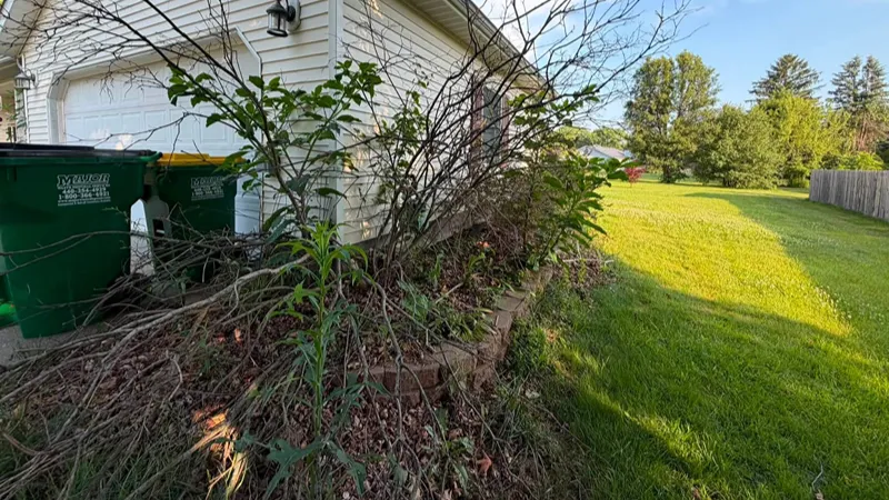 Dense brush before property clearing in Northeast Ohio